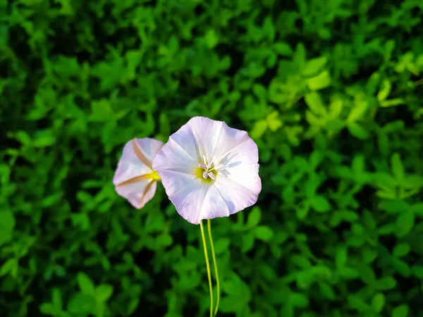 Primer Plano Una Flor Bindweed Las Hojas Verdes Fondo —  Fotos de Stock