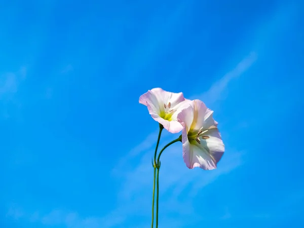 Gros Plan Une Fleur Asclépiade Ciel Bleu Arrière Plan — Photo