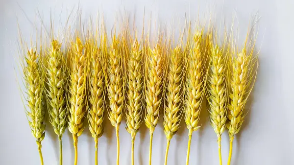 从白色背景中分离的小麦穗或穗的选择 设置裁剪路径 完美的谷物 — 图库照片