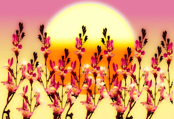 Uma Ilustração Abstrata Flores Coloridas Fundo Pôr Sol — Fotografia de Stock