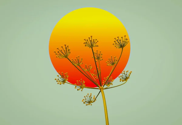 Uma Ilustração Pôr Sol Com Anethum Graveolens Planta Abstrata Isolado — Fotografia de Stock