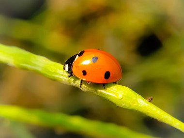 Bir uğur böceği, bir hardal kabuğunun üzerinde oturup makro bir fotoğrafta yakalanır.