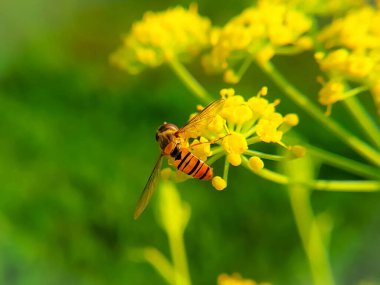 Dill 'in Şemsiye çiçeğinin üzerinde bal toplayan Bir Arı Kapanışı
