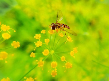 Bee 'nin çiçeğin üzerinde bal topladığı yakın plan bir fotoğraf.