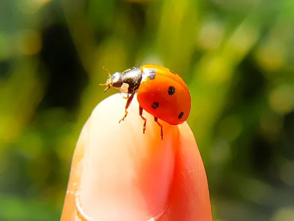 Verticale Close Van Een Kleurrijke Rode Zevenpuntige Lieveheersbeestje Coccinella Septempunctata — Stockfoto