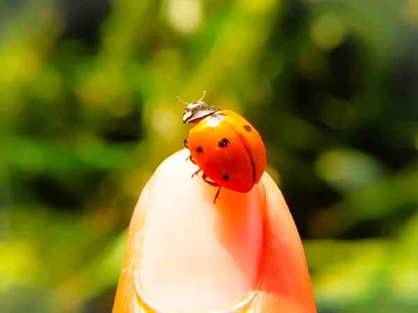Ein Marienkäfer Mit Sieben Punkten Daumen Hintergrund Der Natur — Stockfoto
