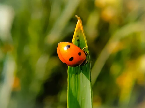 Soft Focused Fresh Ears Young Green Grass Ladybug Nature Spring — Stock Photo, Image