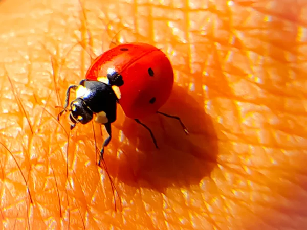 Close Shot Ladybug Sitting Skin — Stock Photo, Image