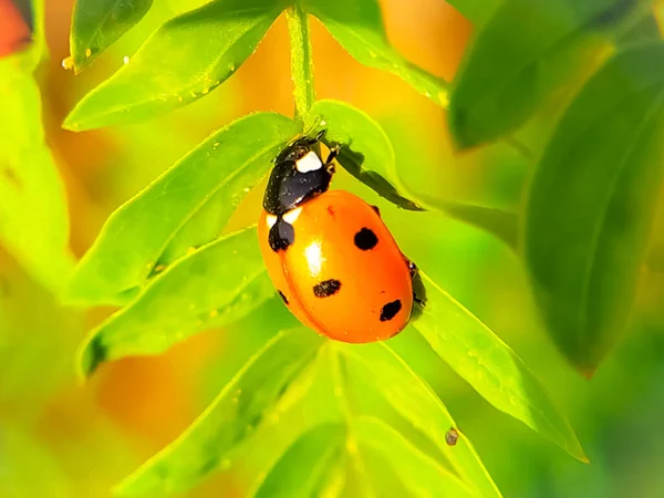 Eine Nahaufnahme Einer Wanze Auf Einem Blatt Einem Wald — Stockfoto