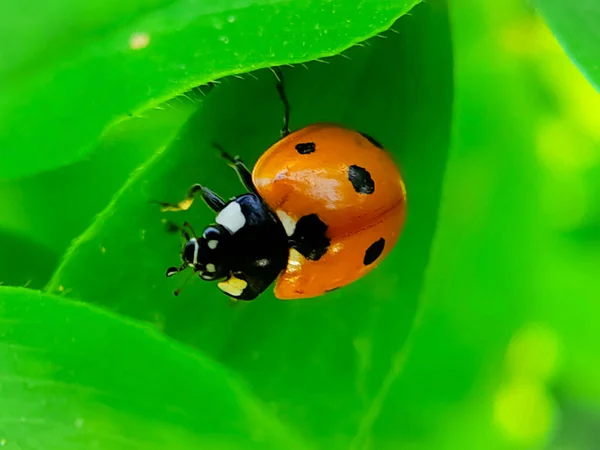 Ein Marienkäfer Makro Auf Einem Grünen Blatt — Stockfoto