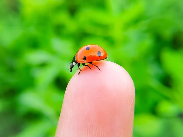 Ein Schöner Marienkäfer Finger Auf Grünem Hintergrund Der Sommerlichen Natur — Stockfoto