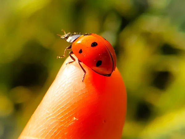 Yakın Plan Bulanık Yeşil Arka Planda Bir Uğur Böceğinin Parmağı — Stok fotoğraf