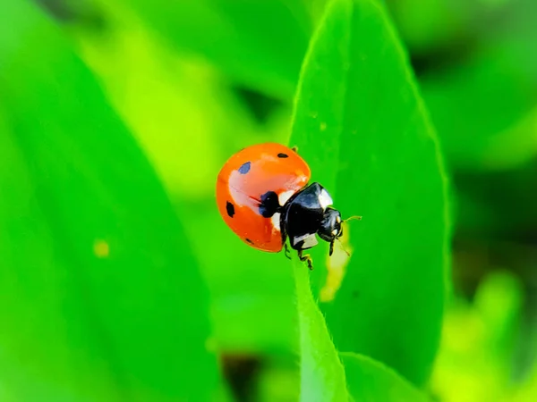 Gros Plan Coccinelle Sur Feuille Verte — Photo