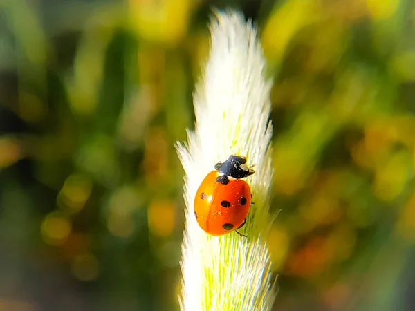 Eine Nahaufnahme Von Marienkäfer Auf Einer Grasblume Mit Verschwommenem Grünen — Stockfoto