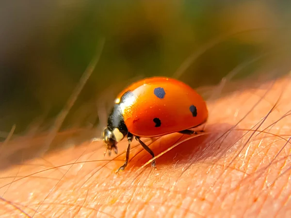 Makroaufnahme Eines Marienkäfers Auf Einem Mann Haut Auf Verschwommenem Hintergrund — Stockfoto