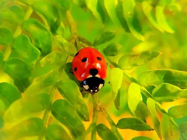 Ladybug Έντομα Φύλλα Φόντο Φύση — Φωτογραφία Αρχείου