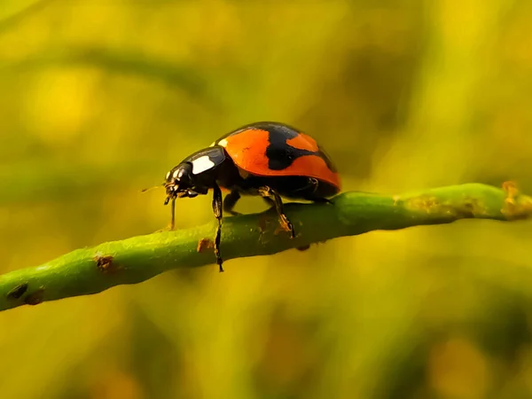 Der Marienkäfer Sitzt Einem Sonnigen Tag Auf Grünem Halm Vor — Stockfoto