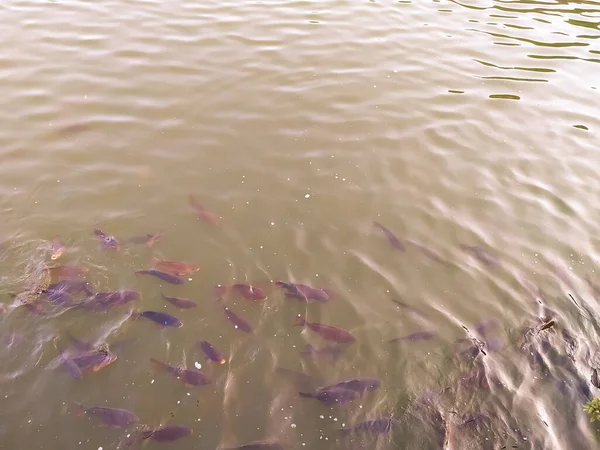 Peixes Nadando Rio — Fotografia de Stock