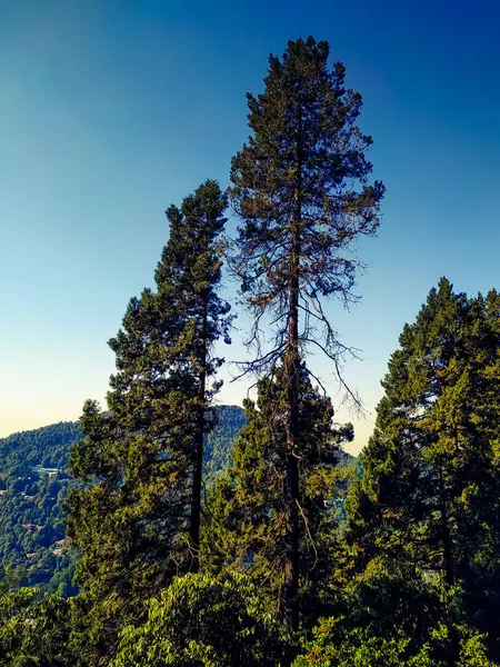 Dağlarda büyüyen ağaçlar