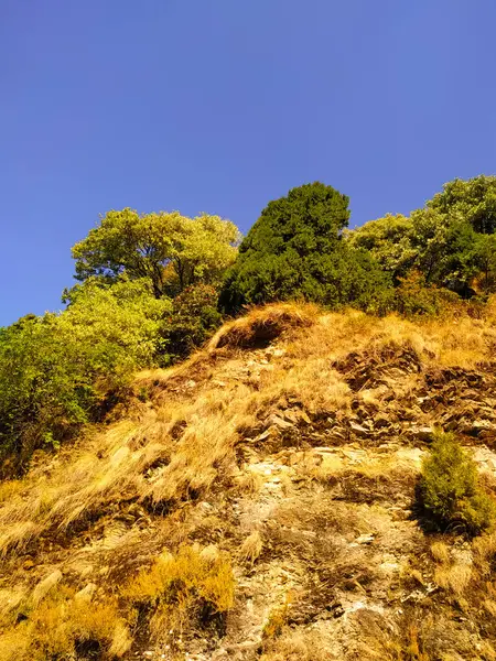 Красивый Пейзаж Деревьями Голубым Небом — стоковое фото