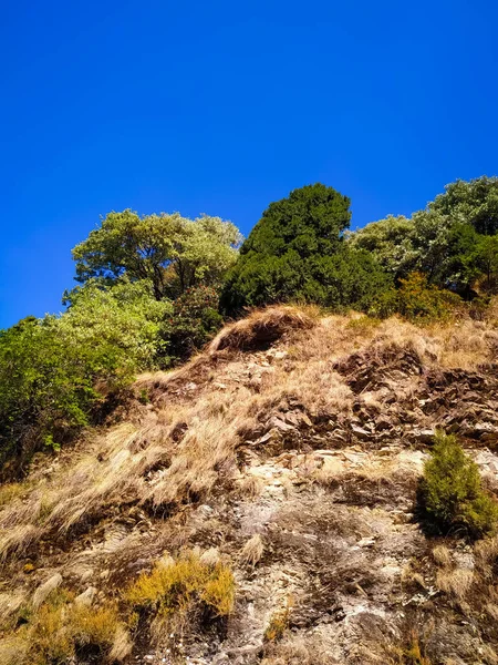 Красивый Лесной Пейзаж Голубым Небом Деревьями — стоковое фото