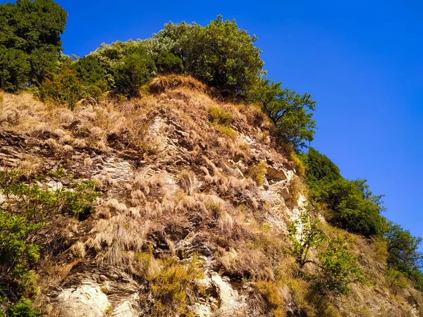 Ormanda mavi gökyüzü ve ağaçlarla dolu güzel bir manzara.