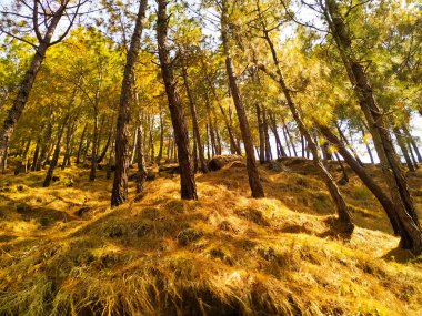 Sonbaharın güzel çam ormanı
