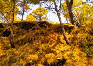 Sedir ağaçları sonbaharda altın otlarla büyüyor.