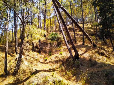 Sonbahar Çam Ormanı Sabahları