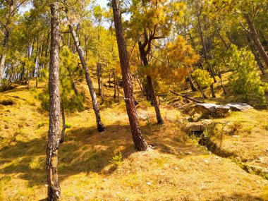 Sedir ormanında sonbahar