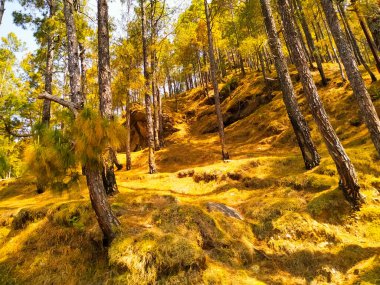 Altın çam ağaçları ormanı
