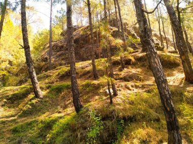 Dağlarda sonbahar ormanı