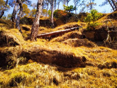 Dağlardaki kayalıklarda pek çok ağaç türü
