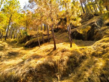 Kayaların tepesindeki çam ağaçlarından oluşan güzel orman.