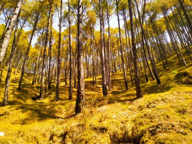 Sonbaharda çam ağaçlarından oluşan bir ormana düşen güneş.