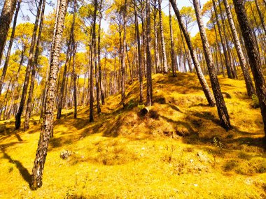 Parlayan çam ağaçlarından oluşan altın bir orman