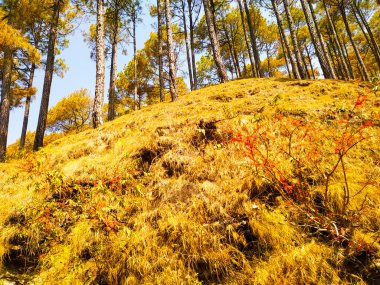 autumn in the forest with trees