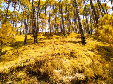 Sonbaharda sonbaharda parkta.