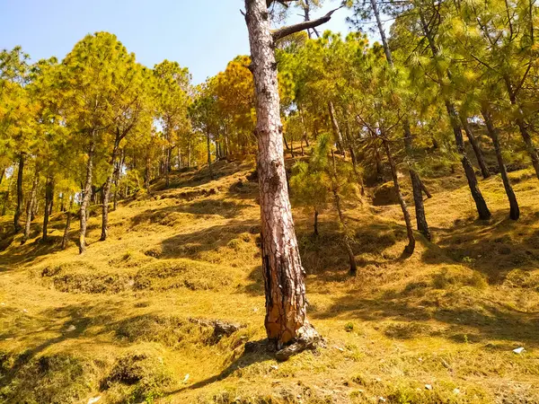 Sonbahar boyunca ormanda romantik bir patika.