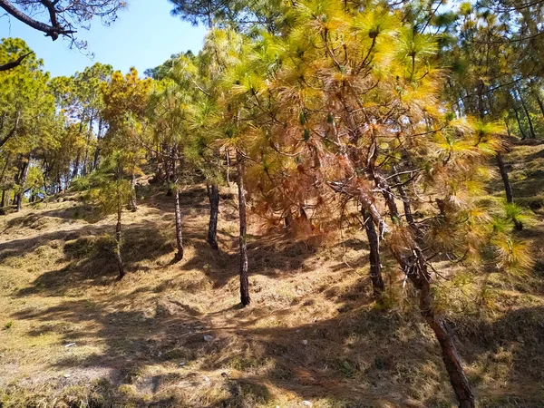 Foco Seletivo Floresta Pinheiro Outono — Fotografia de Stock