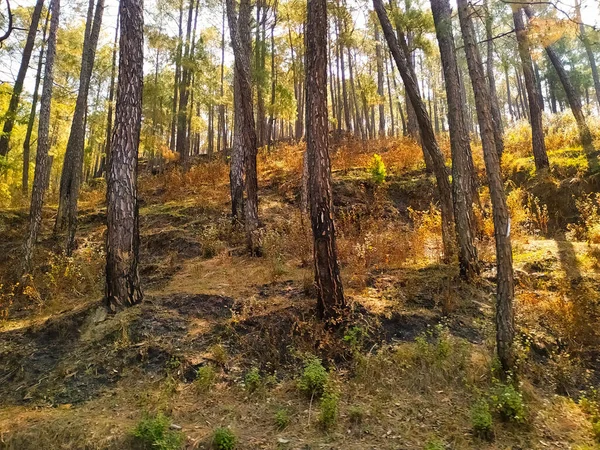 Yaprak döken ormanda sonbaharda altın sedir ağaçları