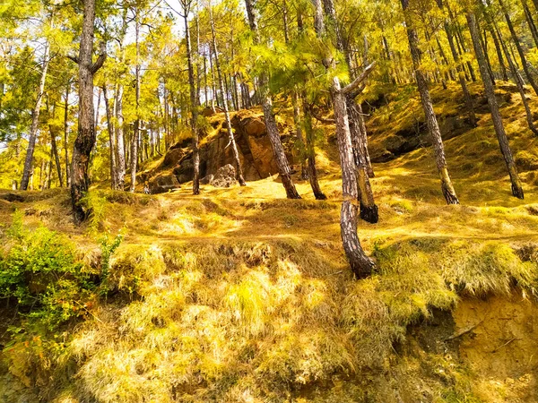 Sonbaharda gün ışığıyla parlayan bir çam ağacı ormanı.