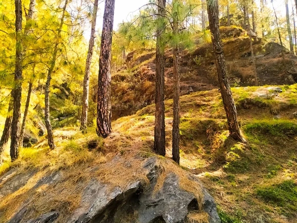 Podzimní Borový Les Horách — Stock fotografie