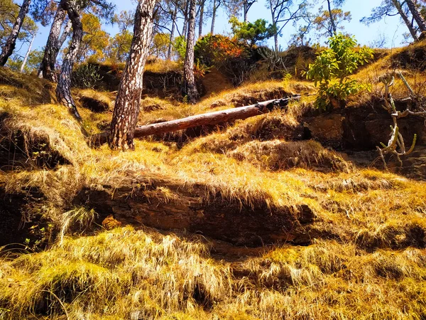Dağlardaki kayalıklarda pek çok ağaç türü