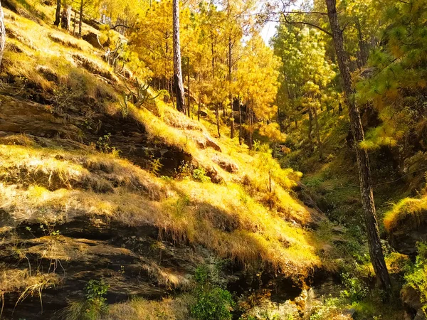 Dağlardaki çam ağaçlarının ormanı