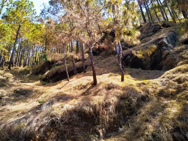 Kayaların tepesindeki çam ağaçları ormanı.