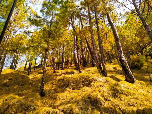 Sonbahar ormanı Sabahları altın ağaçlar