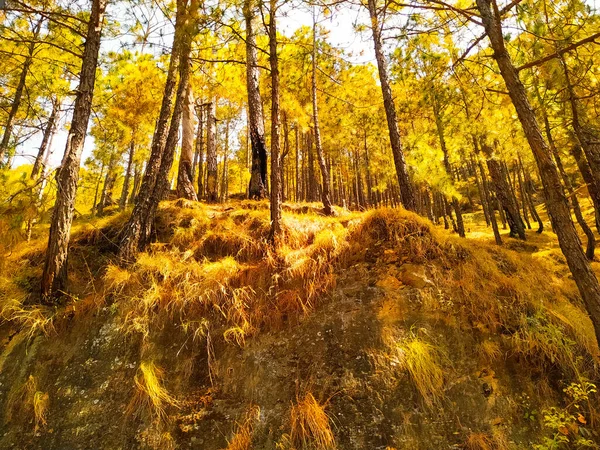 Çam ağaçları çamurlu kum tepeleri üzerinde