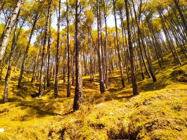 Sonbaharda çam ağaçlarından oluşan bir ormana düşen güneş.