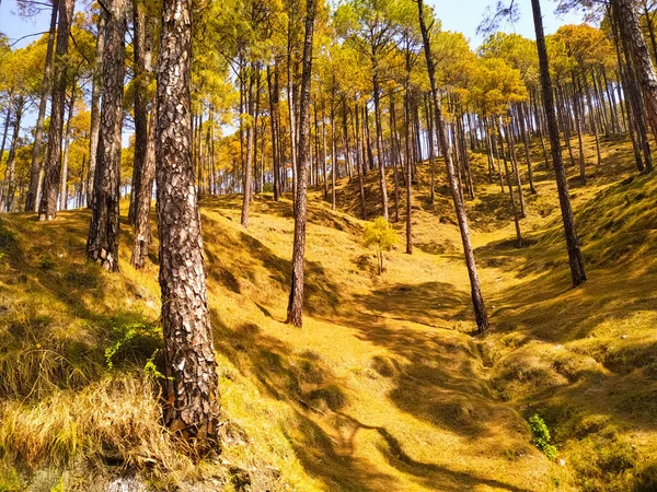 Yüksek ve alçak zemindeki sedir ağaçları ormanı